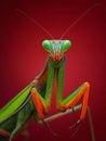 A close up of a praying mantisch on a red background Royalty Free Stock Photo