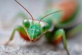 A close up of a praying mantisch on a rock Royalty Free Stock Photo