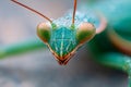 A close up of a praying mantisch with water droplets on its eyes Royalty Free Stock Photo
