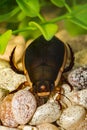 Predacious Diving Beetle Royalty Free Stock Photo