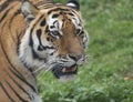 Close up of a predatory amur tiger`s face Royalty Free Stock Photo