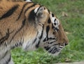 Close up of a predatory amur tiger`s face