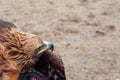 Close-up of predatory Asian golden eagle or berkut. Head of an eagle, full face, selective focus. Hunting with eagle Royalty Free Stock Photo