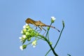 Close-up of a predatory bug sitting on a stalk of grass