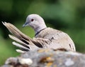 Close-up of preening collared dove