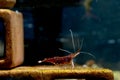 Close up pregnant white spot sulawesi dwarf shrimp stay on shrimp decoration to look for food in freshwater aquarium tank