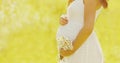 Close up pregnant woman with chamomiles flowers on a summer sunny background Royalty Free Stock Photo