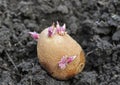 Close-up of prepared germinating potato Royalty Free Stock Photo