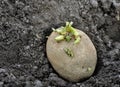 close-up of prepared germinating potato seedling Royalty Free Stock Photo