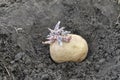 Close-up of prepared germinating potato tuber Royalty Free Stock Photo