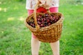 Close-up of preschol child with basket full of ripe cherries berries. Ripe fresh organic cherry fruits. Royalty Free Stock Photo