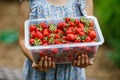 Close-up of preschool girl holding box with healthy strawberries from organic berry farm in summer, on sunny day Royalty Free Stock Photo