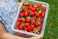 Close-up of preschool girl holding box with healthy strawberries from organic berry farm in summer, on sunny day Royalty Free Stock Photo