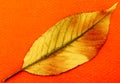 Close up of a pressed autumn leave.
