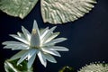 A Beautiful White Waterlily in The Sunshine