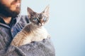 Close up of a pretty blue eyed cat sitting on beard mans hands. Royalty Free Stock Photo