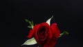 Pretty Dark red rose on black background