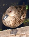 Close-up of pretty duck (female Chestnut Teal) perching on a tree trunk