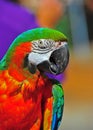 Close up Pretty Green head Macaw Royalty Free Stock Photo