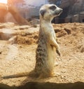close up.a pretty meerkat standing in terrarium Royalty Free Stock Photo