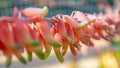 Close up of pretty pink bulb plant growing in a greenhouse.