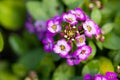 Close up of pretty pink, white and purple Alyssum flowers, the Cruciferae annual flowering plant Royalty Free Stock Photo