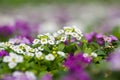 Close up of pretty pink, white and purple Alyssum flowers, the Cruciferae annual flowering plant Royalty Free Stock Photo
