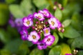 Close up of pretty pink, white and purple Alyssum flowers, the Cruciferae annual flowering plant Royalty Free Stock Photo