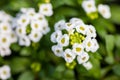 Close up of pretty pink, white and purple Alyssum flowers, the Cruciferae annual flowering plant