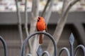 Close-up of pretty red cardinal bird sitting on decorative iron fence with its head turned sideways - blurred background Royalty Free Stock Photo