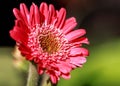 Close up of a pretty Red Gerbera flower in full bloom