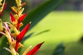 Red Heliconia Flower in Green Background Royalty Free Stock Photo