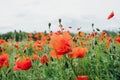 Close up of pretty red poppy flower in full bloom. Beautiful summer floral meadow Royalty Free Stock Photo