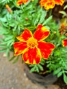 A close-up of a pretty reddish yellow signet marigold flower Royalty Free Stock Photo