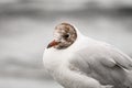 Close-up of pretty seagull with mottled head on blurred background. Bird portrait. Royalty Free Stock Photo