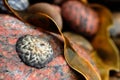 Close-up of a Pretty seashell on a red textured Rock