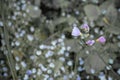 Close up pretty small violet flowers on blurred black and white background Royalty Free Stock Photo