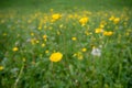 Close up pretty small yellow flowers at  on blurred fresh green field background Royalty Free Stock Photo