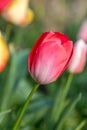 Tulips in Spring Royalty Free Stock Photo