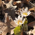 Early spring wildflowers. Bloodroot. Royalty Free Stock Photo