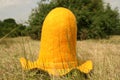 Yellow farmer hat with high crown and wide brim is laying on a lawn. Blurry fields, forest ans cloudy sky in the backgroung.