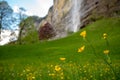 Close up pretty yellow flower on blurred field and waterfall background Royalty Free Stock Photo