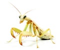 Close-up of Preying Mantis Insect on White Background - macro photography Royalty Free Stock Photo