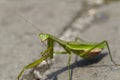 Close Up of a Preying Mantis Preening Itself Royalty Free Stock Photo