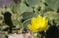 Prickle pear cactus flower close up on a blurry background.