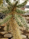 A close-up of the prickly cactus Cylindropuntia tunicata with dense, sharp spines Royalty Free Stock Photo