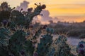 Close-up of prickly cactus at sunset Royalty Free Stock Photo
