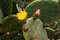 Close-up of a prickly cactus with yellow flowers surrounded by lush green foliage