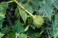 Prickly seed pod of datura stramonium or jimson weed Royalty Free Stock Photo