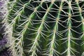 Close up of prickly green cactus with long thorns. Macro photo.